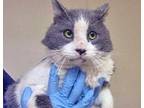 Adopt Archie* a Gray or Blue Domestic Shorthair cat in Wildomar, CA (41121157)