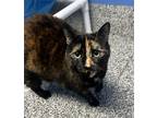 Adopt Nyla a All Black Domestic Shorthair / Domestic Shorthair / Mixed cat in