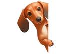 Adopt Dusty Britches a Tan/Yellow/Fawn Dachshund / Mixed dog in Marietta