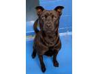 Adopt Feist a Black American Pit Bull Terrier / Mixed Breed (Medium) dog in