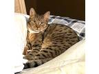 Adopt Sam a Brown Tabby Domestic Shorthair (short coat) cat in Wayne