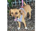 Adopt KAMY a Brown/Chocolate Patterdale Terrier (Fell Terrier) / Mixed dog in