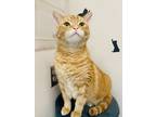 Adopt Nick (Cat Cafe) a Orange or Red Domestic Shorthair / Domestic Shorthair /