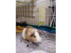 Adopt Ross (fostered in Omaha) a Guinea Pig small animal in Papillion
