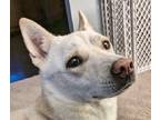 Adopt ARYA (local, WA) - sf a Jindo dog in Langley, BC (41027372)