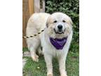 Adopt Alaska a Great Pyrenees / Mixed dog in Darlington, SC (41120500)