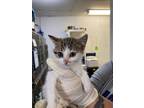Adopt Nectarine a Domestic Mediumhair / Mixed (short coat) cat in PAHRUMP