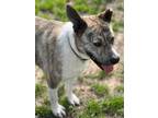 Adopt Phoenix a Brindle - with White Husky / Mixed dog in Weatherford