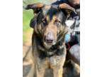 Adopt Champ a German Shepherd Dog / Mixed dog in Jackson, MS (41120163)