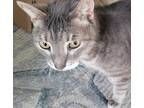 Adopt Elfie a Gray, Blue or Silver Tabby Domestic Shorthair (short coat) cat in