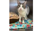 Adopt Francis a Gray or Blue (Mostly) Domestic Shorthair / Mixed cat in