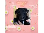 Adopt Miss Beauty a Black - with White Doberman Pinscher / Australian Cattle Dog