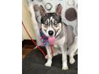 Adopt Paige a Gray/Blue/Silver/Salt & Pepper Husky / Mixed dog in Weatherford