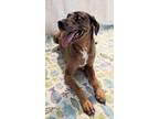 Adopt Sweeney a Catahoula Leopard Dog / Labrador Retriever / Mixed dog in Ocala