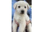 Adopt Duchess a White Samoyed dog in Seguin, TX (41115940)