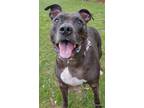 Adopt Ellie a Black Mixed Breed (Large) / Mixed dog in Blackwood, NJ (40968155)
