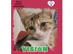 Adopt Vision a Domestic Shorthair / Mixed (short coat) cat in Kingman