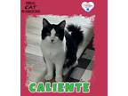 Adopt Caliente a Domestic Longhair / Mixed (short coat) cat in Kingman
