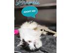 Adopt Bramble a Black & White or Tuxedo Domestic Longhair / Mixed (long coat)