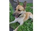 Adopt Liberty ('Libby') a Tan/Yellow/Fawn - with Black German Shepherd Dog /