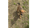 Adopt Gouda a Brown/Chocolate Mixed Breed (Medium) / Mixed dog in Kannapolis