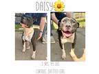 Adopt Daisy a American Pit Bull Terrier / Mixed dog in Albany, GA (41119844)