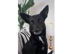 Adopt Perfect balance, Great w/cats a Black - with White Australian Kelpie /