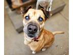 Adopt Hugh (PENDING!) a Tan/Yellow/Fawn - with Black Boxer / Black Mouth Cur /