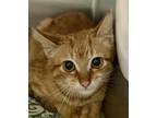 Adopt Swiss a Orange or Red Domestic Shorthair / Mixed Breed (Medium) / Mixed