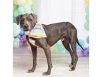 Adopt Vader II a Gray/Blue/Silver/Salt & Pepper Weimaraner / Mixed dog in