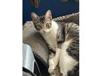 Adopt Oscar a Spotted Tabby/Leopard Spotted American Shorthair / Mixed (short
