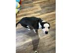 Adopt Roxy a Black - with White American Pit Bull Terrier / Mixed dog in
