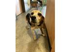 Adopt Uncle Iroh a Black Beagle / Mixed dog in New Orleans, LA (40902341)