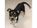 Adopt Stacy a Black Mixed Breed (Medium) / Mixed dog in Mesquite, TX (41082290)