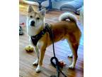 Adopt Koopa a Red/Golden/Orange/Chestnut - with White Shiba Inu / Mixed dog in