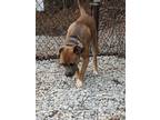 Adopt Draco a Tan/Yellow/Fawn Pit Bull Terrier / Mixed dog in Franklin