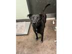 Adopt Kimmy a Black Mixed Breed (Medium) / Mixed Breed (Medium) / Mixed (short