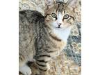 Adopt Daisy a Brown Tabby Domestic Shorthair (short coat) cat in Frisco