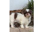 Adopt Chessalon (Chessie) a Brown/Chocolate - with White Shih Tzu / Mixed dog in