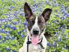 Adopt Mina a White Mixed Breed (Medium) / Mixed dog in Georgetown, TX (39086296)