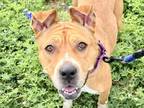 Adopt DeeDee a Brown/Chocolate Mixed Breed (Large) / Mixed dog in Georgetown