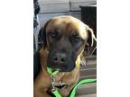 Adopt Toby a Tricolor (Tan/Brown & Black & White) Mastiff / Mixed dog in