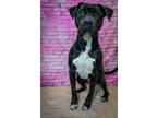 Adopt Chaney a Black American Pit Bull Terrier / Mixed Breed (Medium) / Mixed