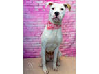 Adopt Leah a White Retriever (Unknown Type) / Mixed dog in New Bern