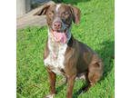 Adopt Samuel a Brown/Chocolate Pointer / Mixed dog in San Marcos, TX (41004316)