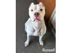 Adopt Russell a White Carolina Dog / Mixed Breed (Medium) / Mixed (short coat)