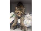 Adopt Rosalie a Brown Tabby Domestic Shorthair / Mixed Breed (Medium) / Mixed