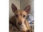 Adopt Abu a Brown/Chocolate Mixed Breed (Small) / Mixed dog in Leander