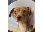 Adopt Snickerdoodle a Brown/Chocolate Mixed Breed (Small) / Mixed dog in