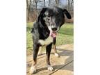 Adopt Misty a Black Shepherd (Unknown Type) / Husky / Mixed dog in Belmont